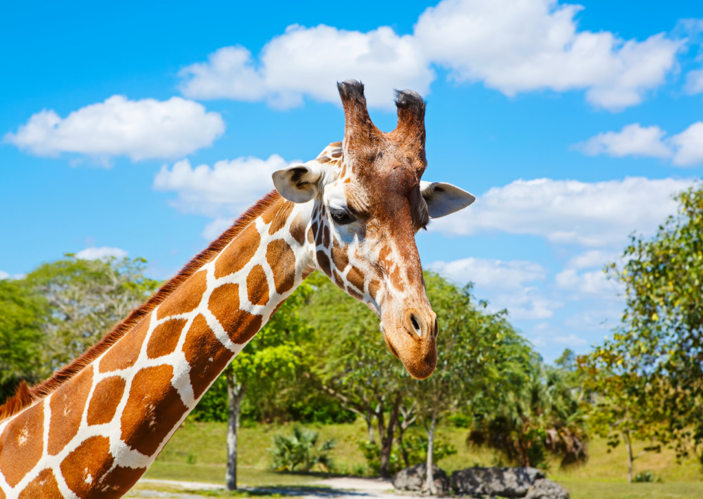 Giraffe in the Safari Park jigsaw puzzle in Animals puzzles on TheJigsawPuzzles.com