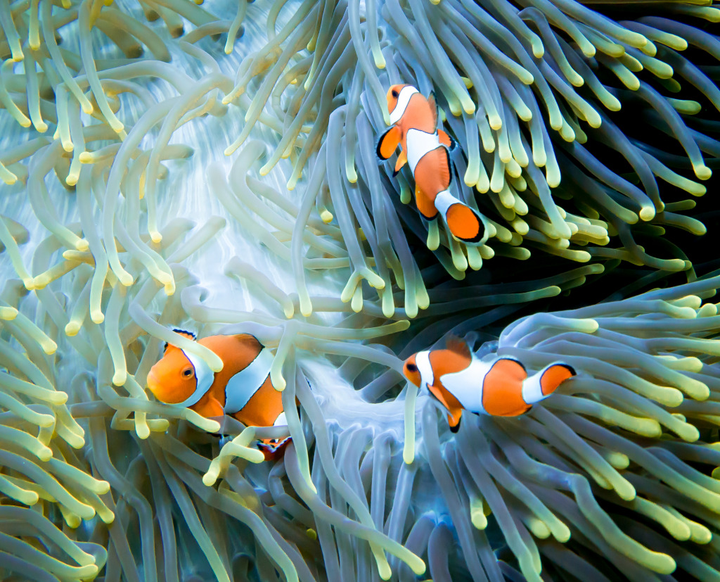 Three Clownfish jigsaw puzzle in Under the Sea puzzles on TheJigsawPuzzles.com