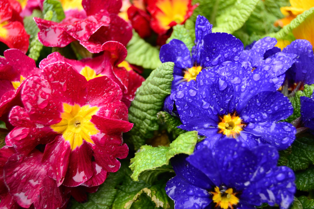 Viola Flowers jigsaw puzzle in Macro puzzles on TheJigsawPuzzles.com