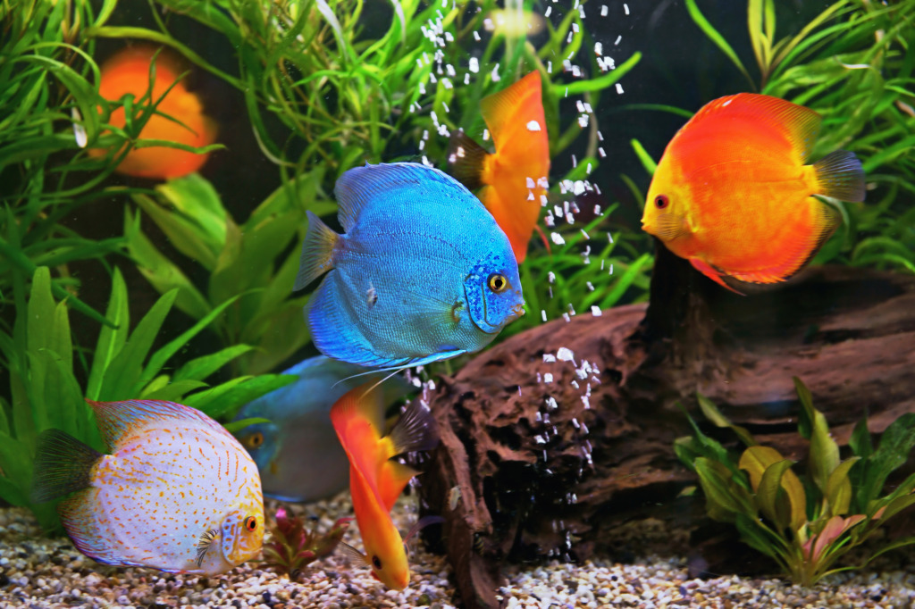 Discus in the Aquarium jigsaw puzzle in Under the Sea puzzles on TheJigsawPuzzles.com