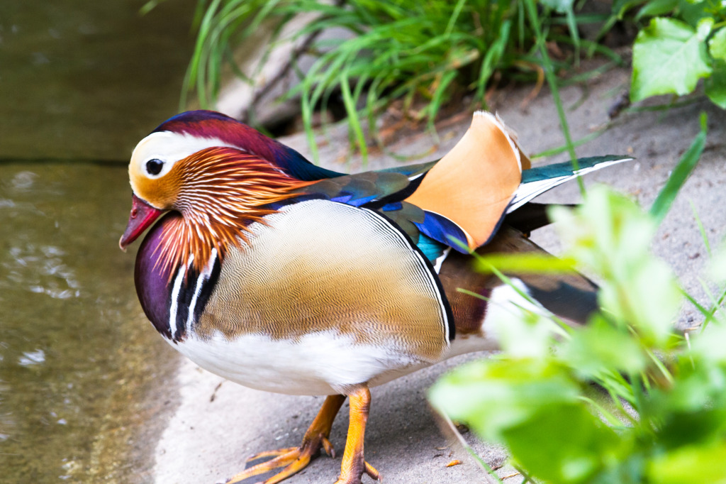 Mandarin Duck jigsaw puzzle in Animals puzzles on TheJigsawPuzzles.com