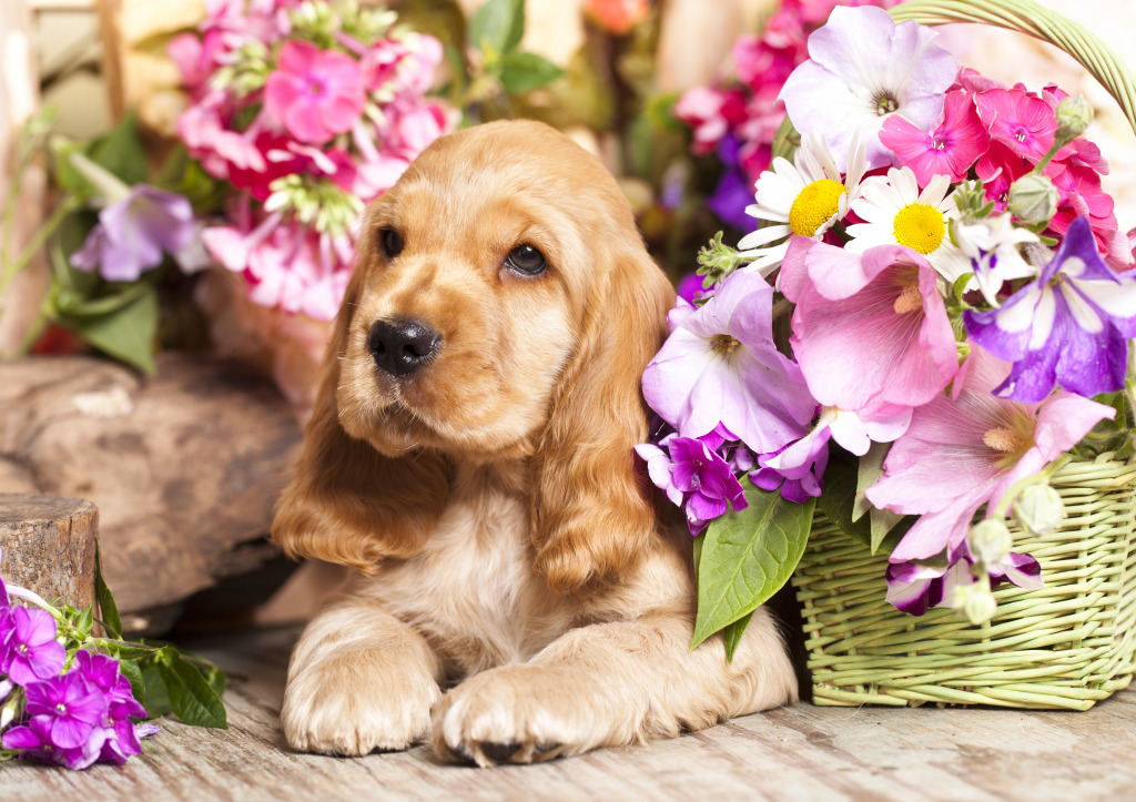 English Cocker Spaniel Puppy jigsaw puzzle in Flowers puzzles on TheJigsawPuzzles.com