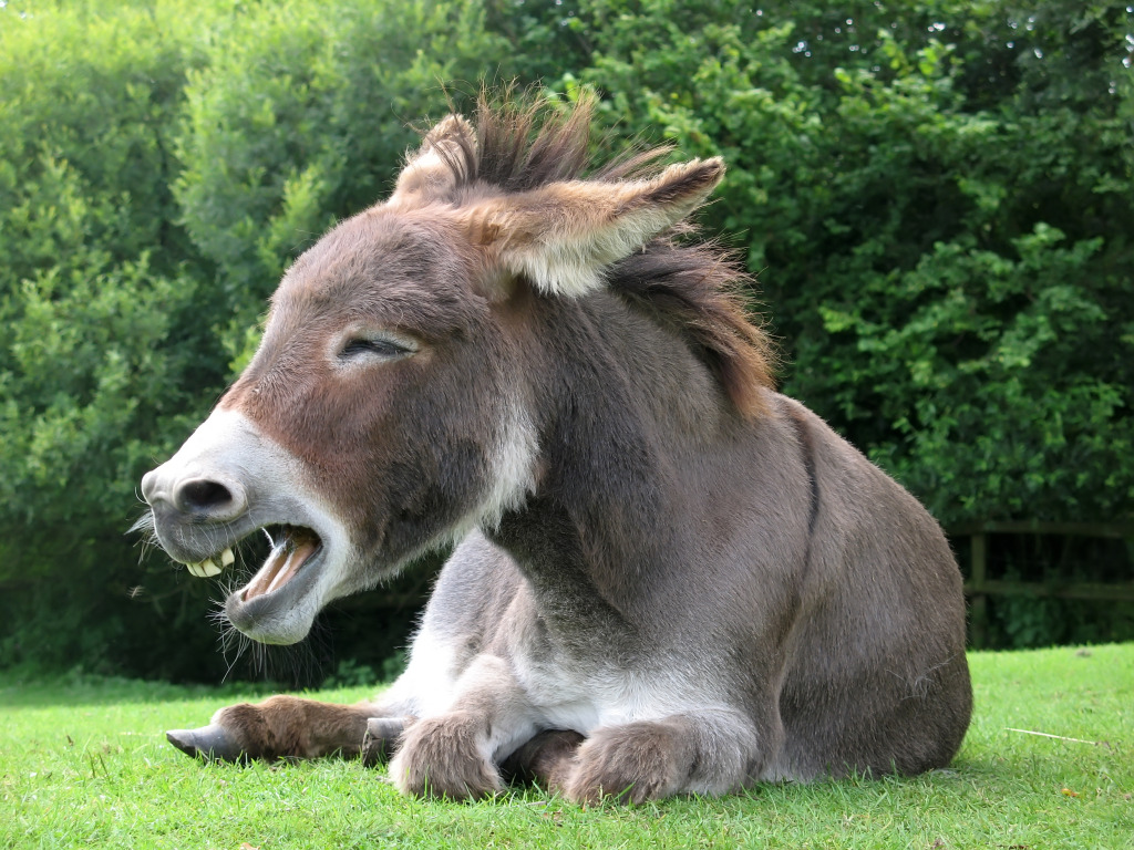 Laughing Donkey jigsaw puzzle in Animals puzzles on TheJigsawPuzzles.com