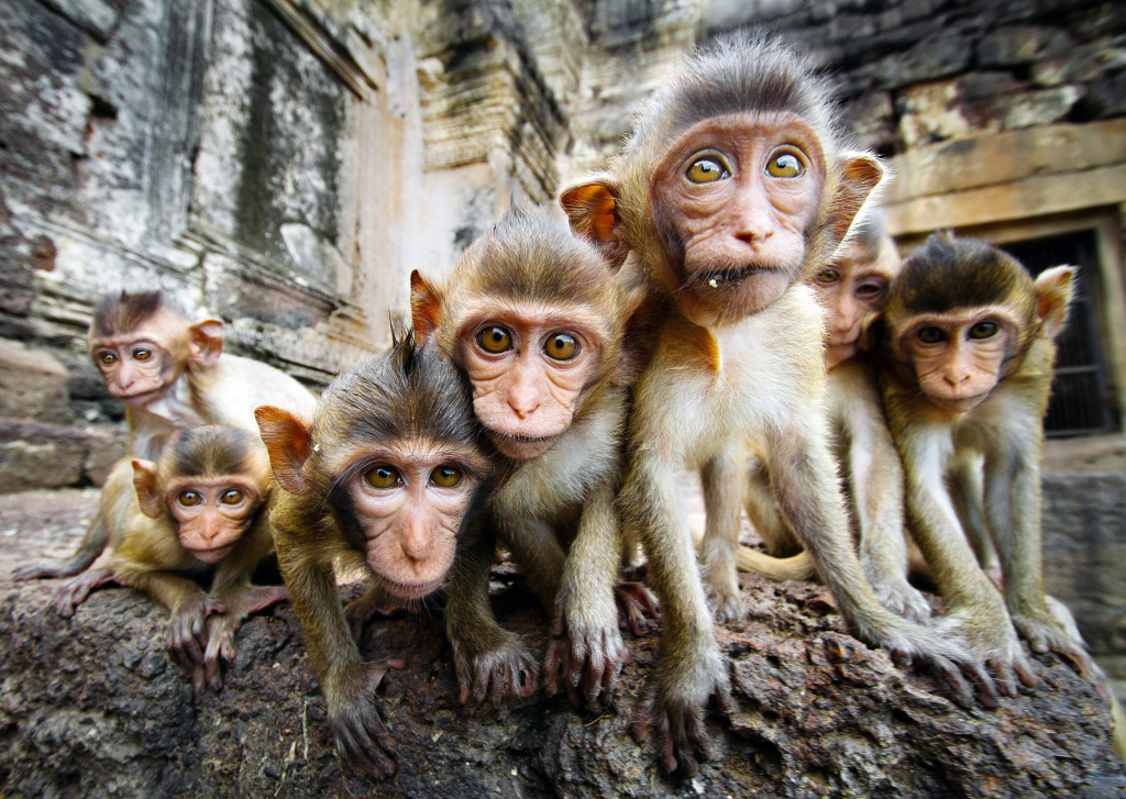 Curious Baby Monkeys, Lopburi, Thailand jigsaw puzzle in Animals puzzles on TheJigsawPuzzles.com