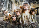 Curious Baby Monkeys, Lopburi, Thailand