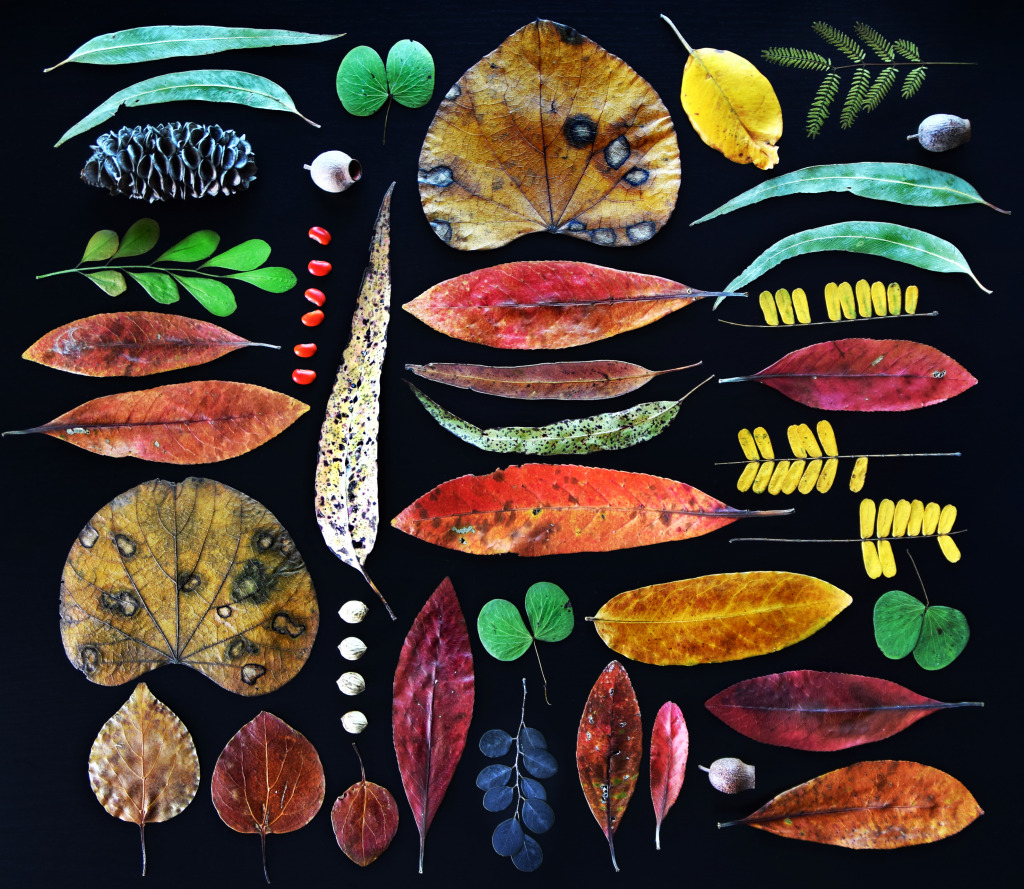 Collection of Autumn Leaves jigsaw puzzle in Macro puzzles on TheJigsawPuzzles.com