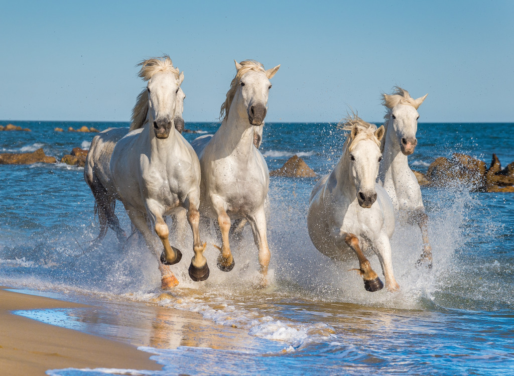 Herd of White Camargue Horses jigsaw puzzle in Animals puzzles on TheJigsawPuzzles.com