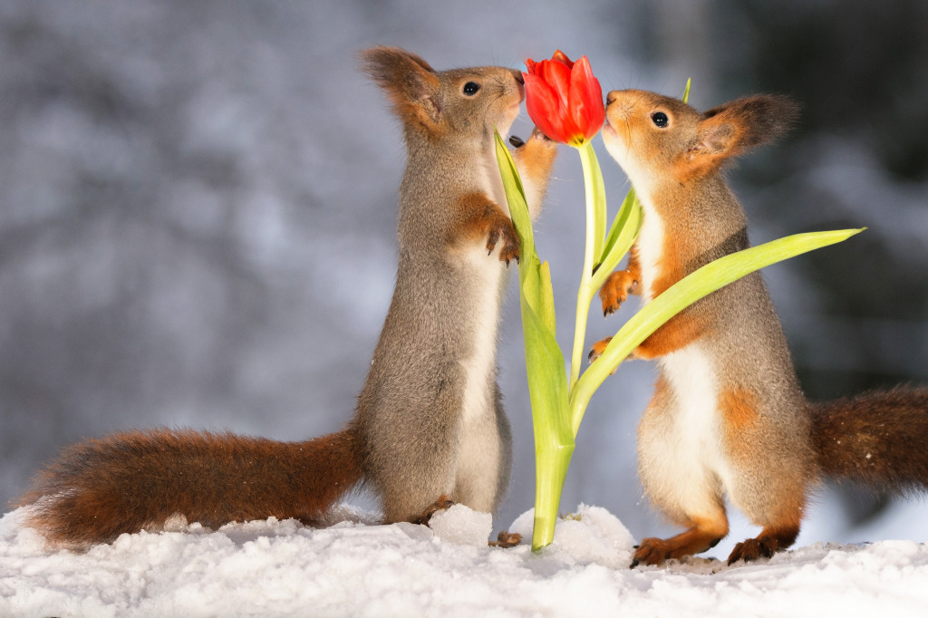 Red Squirrels, Red Tulip jigsaw puzzle in Animals puzzles on TheJigsawPuzzles.com