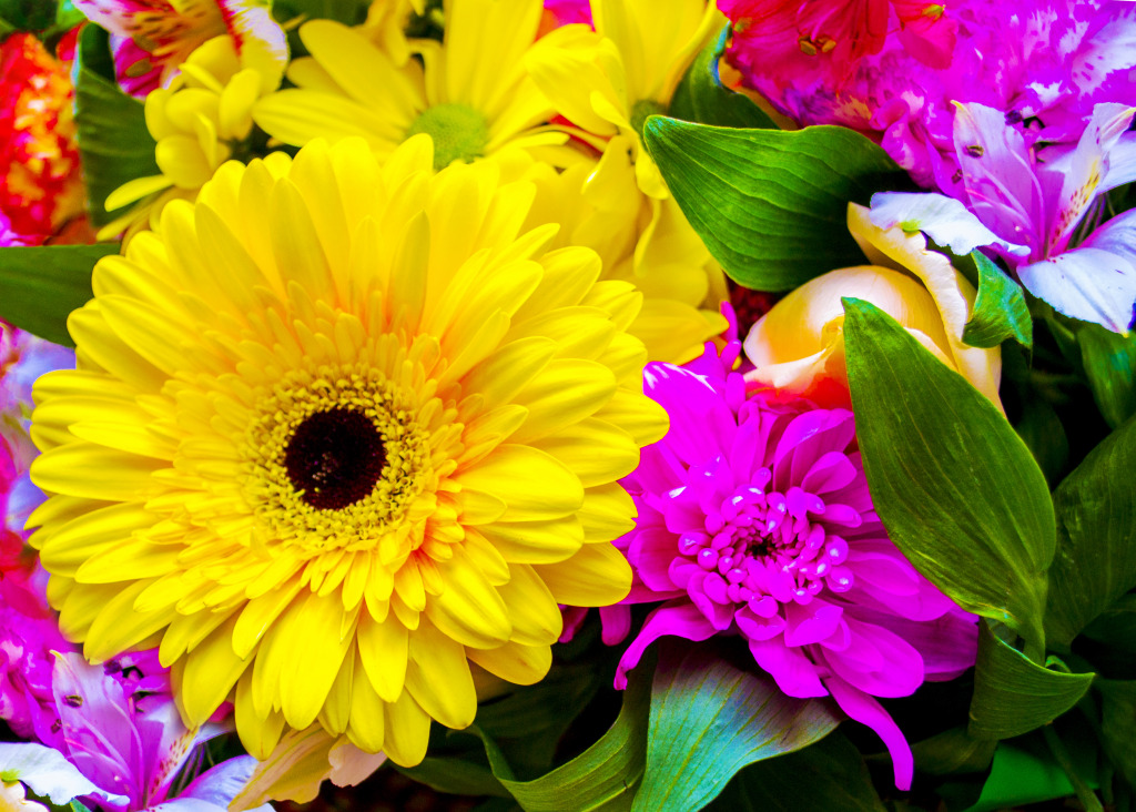 Gerbera jigsaw puzzle in Macro puzzles on TheJigsawPuzzles.com