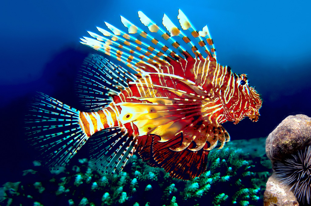 Lionfish, Siam Bay, Thailand jigsaw puzzle in Under the Sea puzzles on TheJigsawPuzzles.com