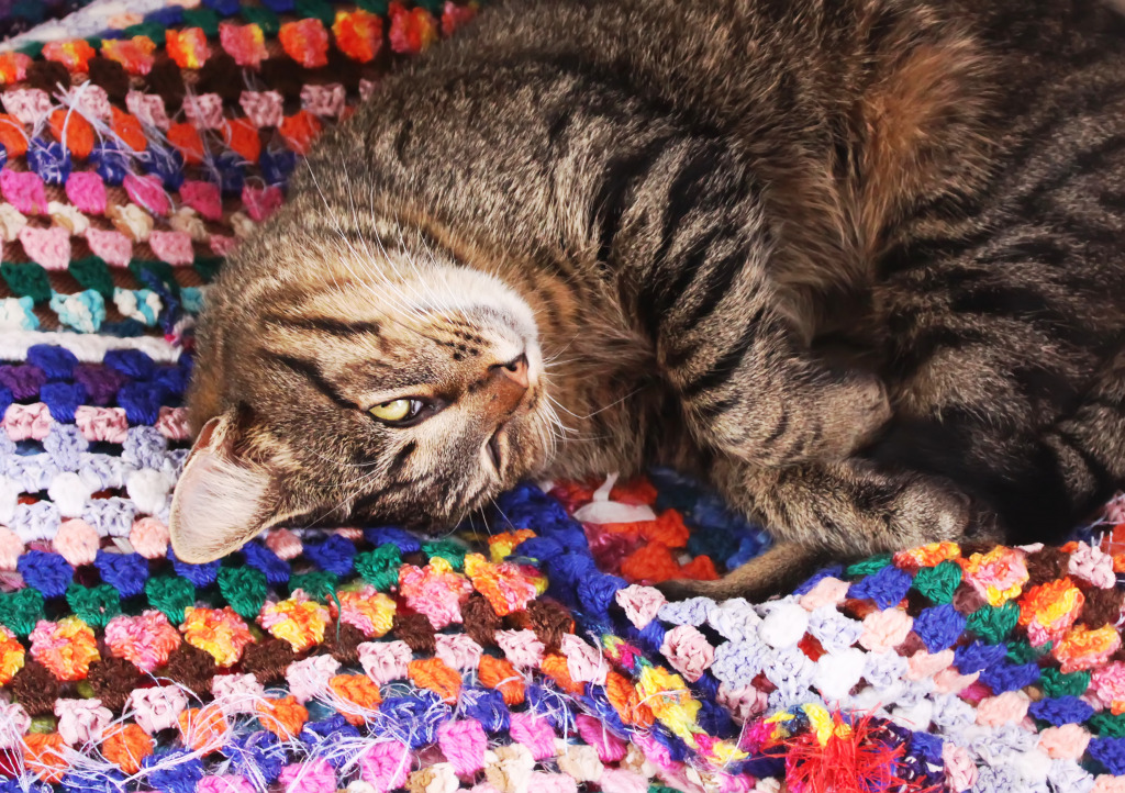 A Cat on a Crochet Blanket jigsaw puzzle in Handmade puzzles on TheJigsawPuzzles.com
