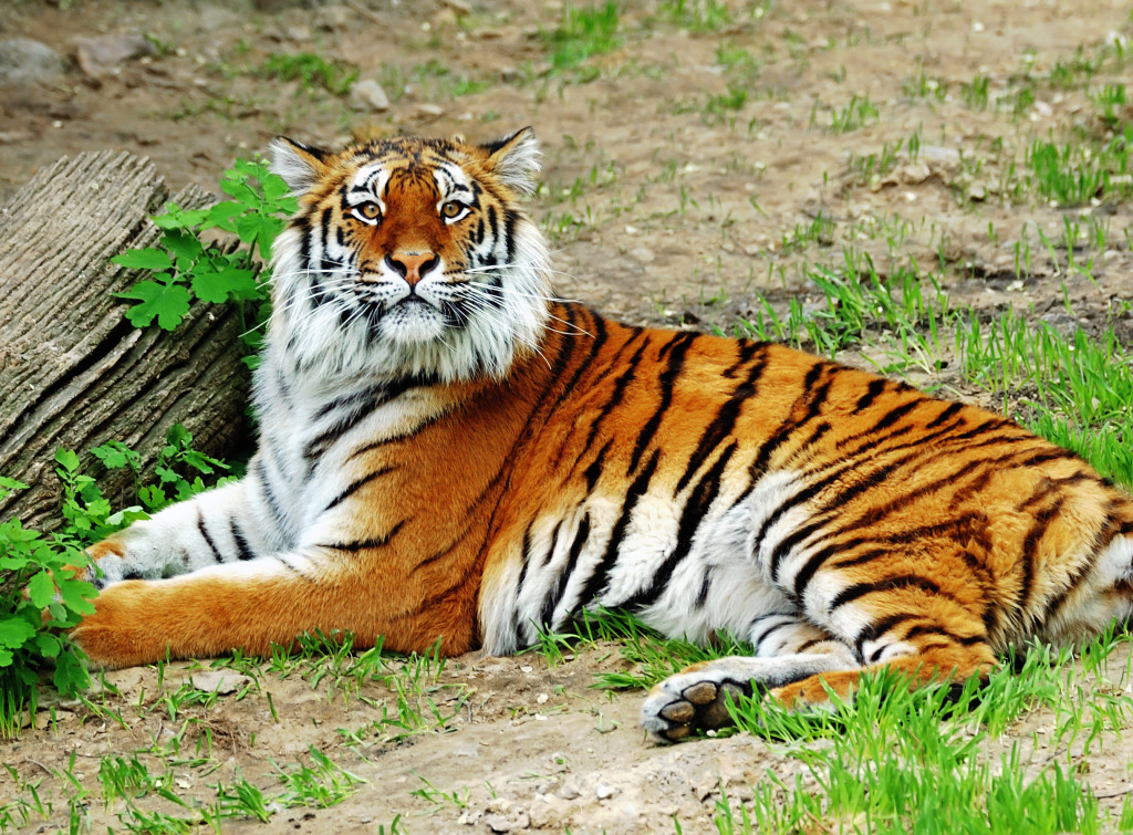 Tiger jigsaw puzzle in Animals puzzles on TheJigsawPuzzles.com