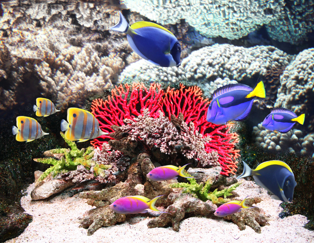 Corals and Tropical Fish jigsaw puzzle in Under the Sea puzzles on TheJigsawPuzzles.com