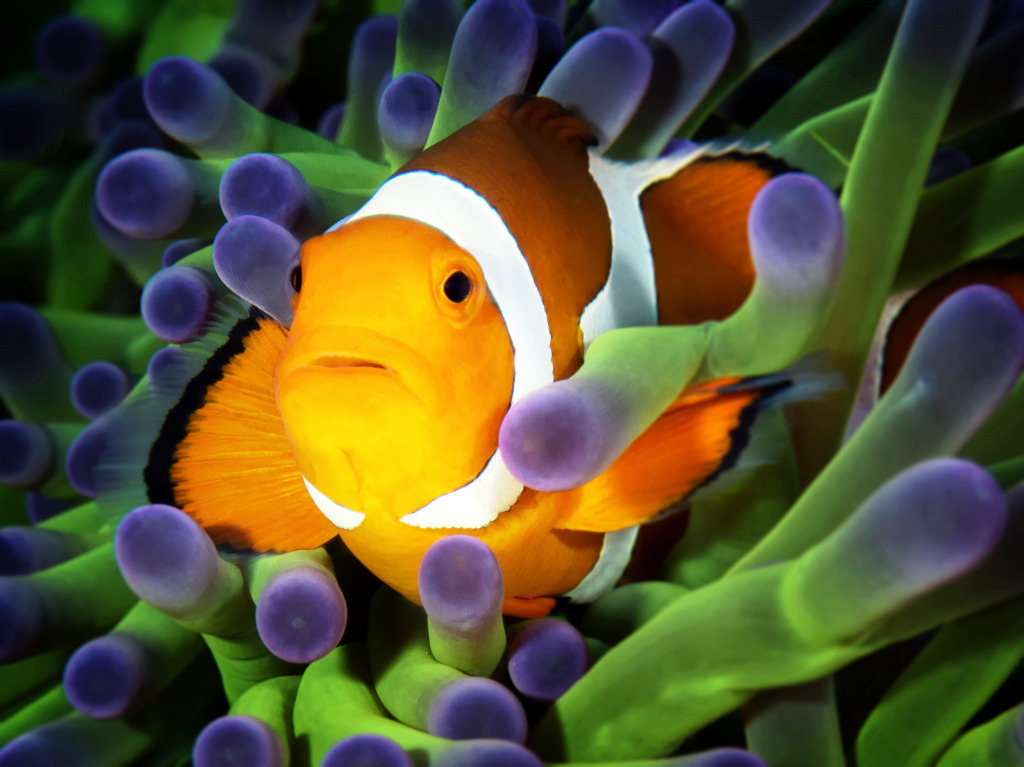 Clownfish on Green Anemone jigsaw puzzle in Under the Sea puzzles on TheJigsawPuzzles.com