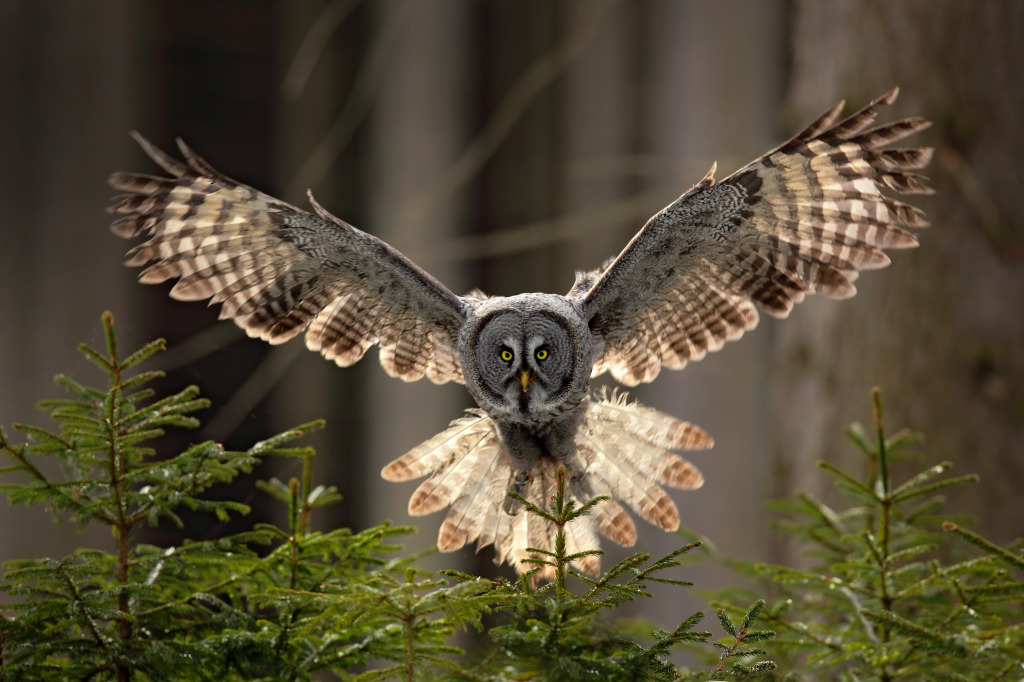 Great Grey Owl jigsaw puzzle in Animals puzzles on TheJigsawPuzzles.com