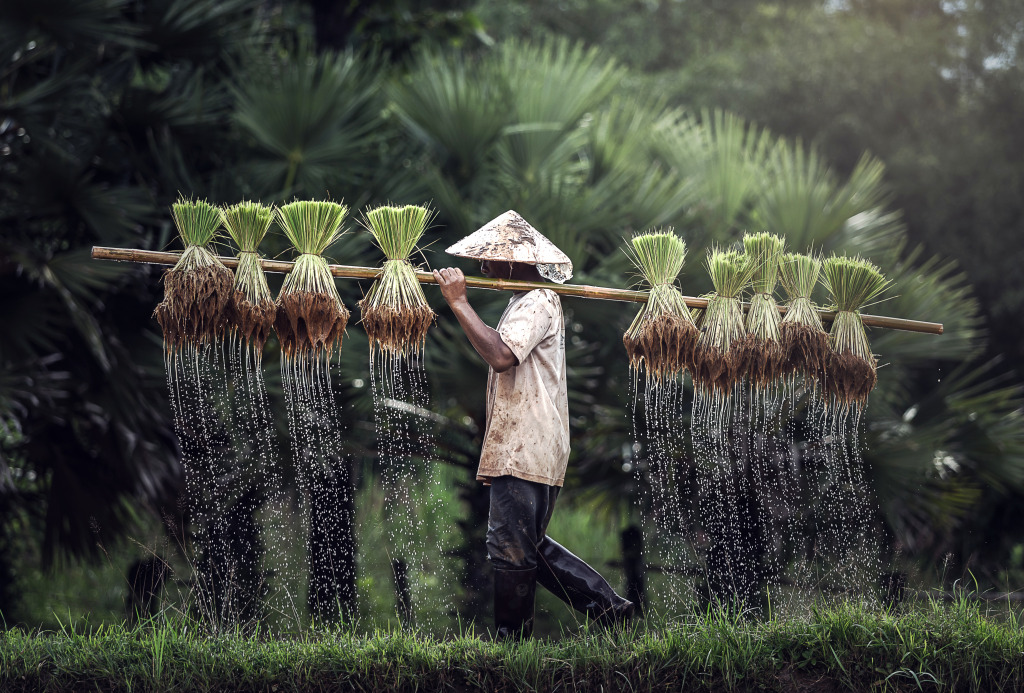 Rice Farming in Vietnam jigsaw puzzle in People puzzles on TheJigsawPuzzles.com