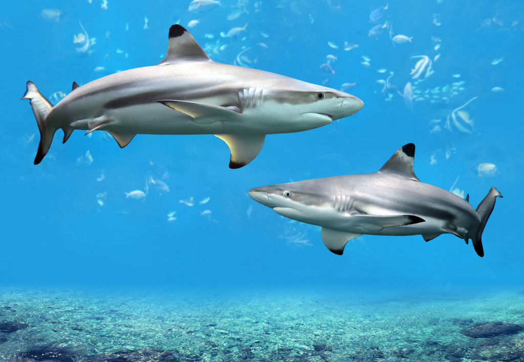 Blacktip Reef Sharks jigsaw puzzle in Under the Sea puzzles on TheJigsawPuzzles.com