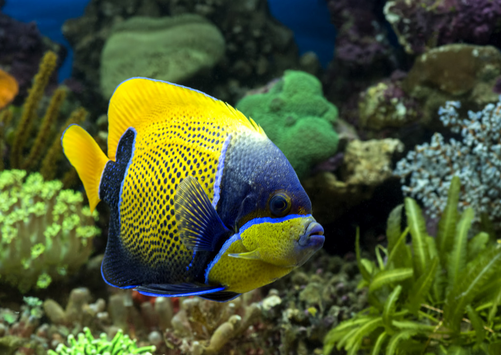 Angelfish in an Aquarium jigsaw puzzle in Under the Sea puzzles on TheJigsawPuzzles.com