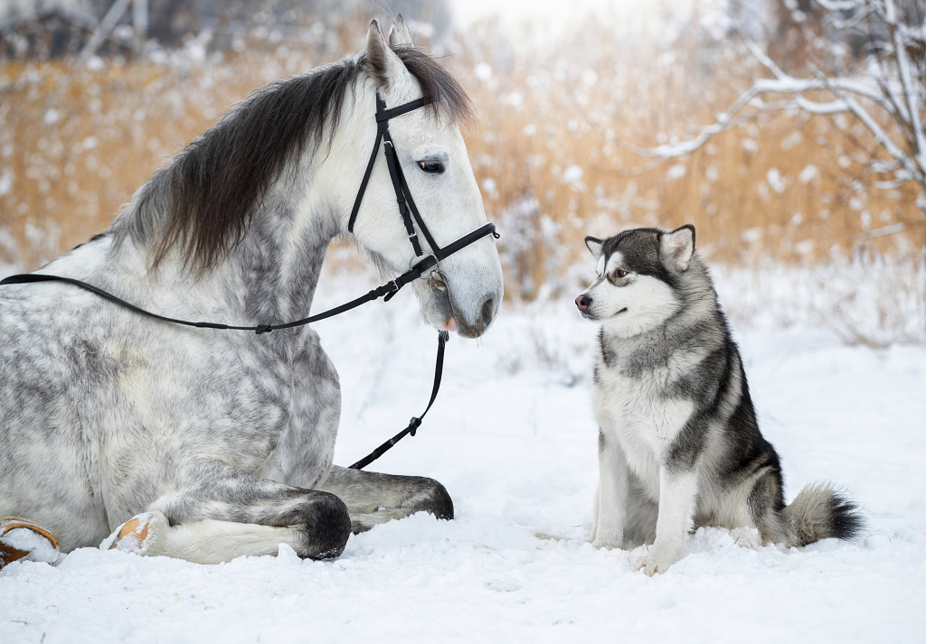 Alaskan Malamute with Orlovsky Trotter jigsaw puzzle in Animals puzzles on TheJigsawPuzzles.com
