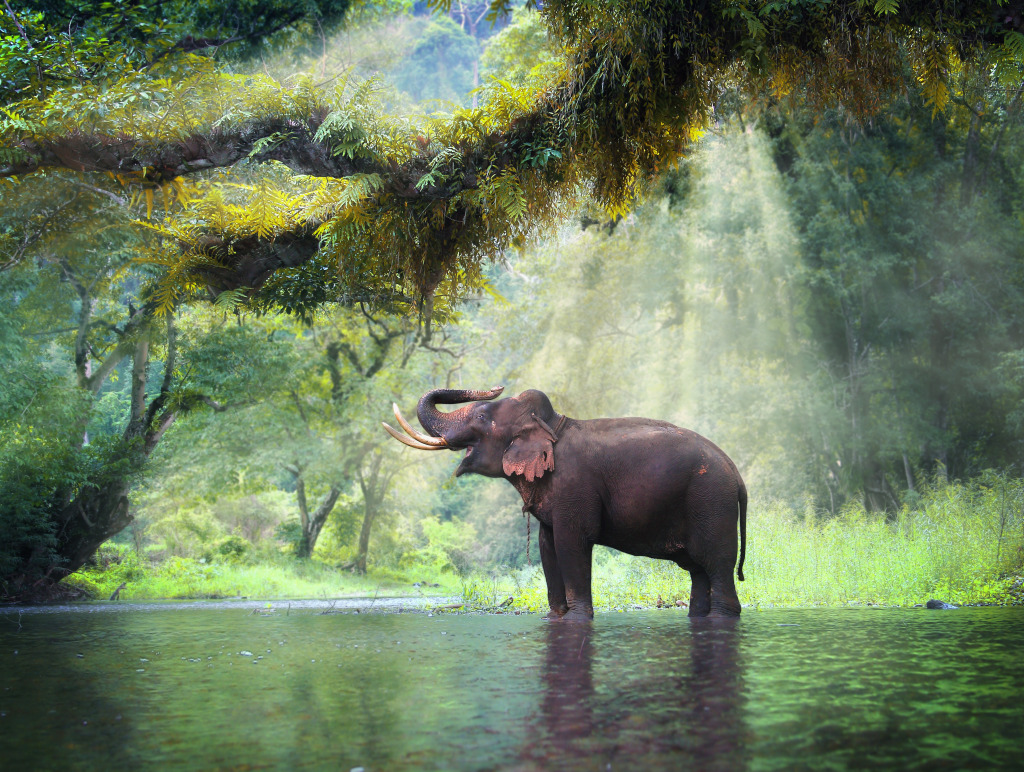 Wild Elephant, Kanchanaburi, Thailand jigsaw puzzle in Animals puzzles on TheJigsawPuzzles.com