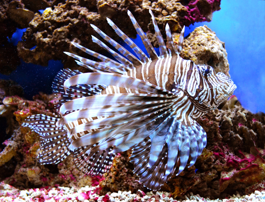 Red Lionfish jigsaw puzzle in Under the Sea puzzles on TheJigsawPuzzles.com