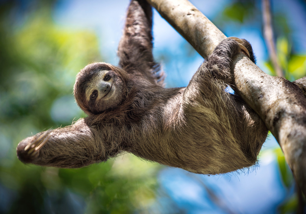 Happy Sloth jigsaw puzzle in Animals puzzles on TheJigsawPuzzles.com