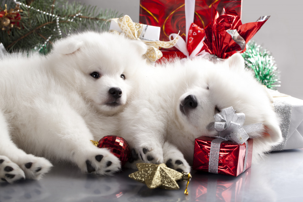 Sleeping White Spitz jigsaw puzzle in Christmas & New Year puzzles on TheJigsawPuzzles.com