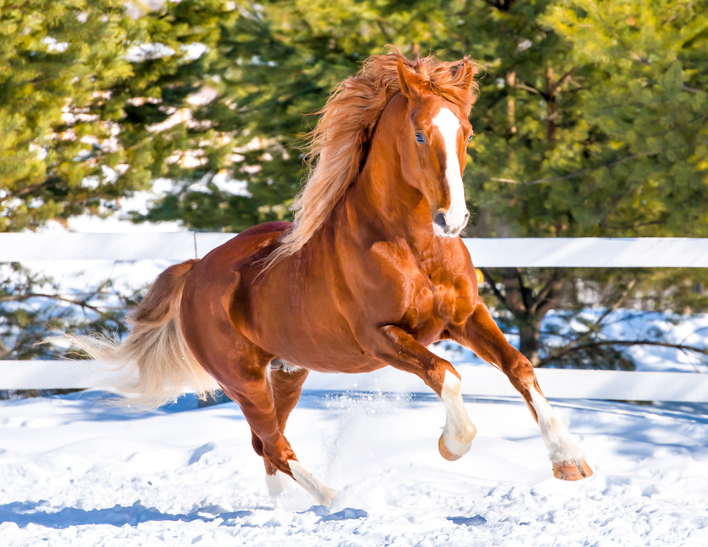Horse Galloping at the Farm jigsaw puzzle in Animals puzzles on TheJigsawPuzzles.com