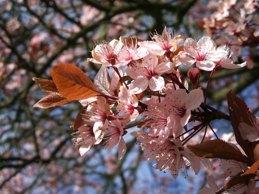 Pink Blossom and Gold Leaf jigsaw puzzle in Flowers puzzles on TheJigsawPuzzles.com