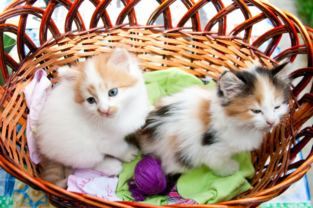 Three-Colored Kittens in the Basket jigsaw puzzle in Animals puzzles on TheJigsawPuzzles.com