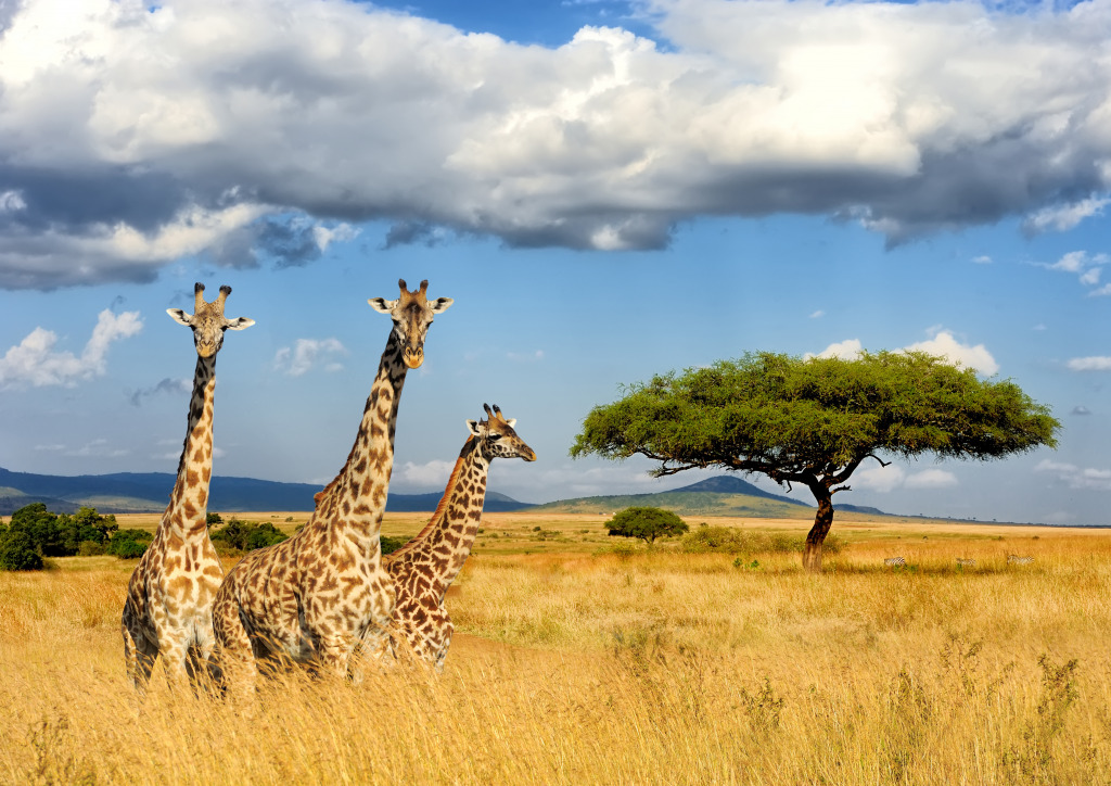 Giraffes in the National Park in Kenya jigsaw puzzle in Animals puzzles on TheJigsawPuzzles.com