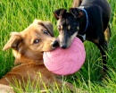 Frisbee Fight