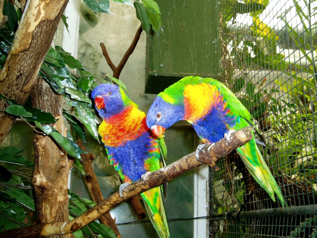 Rainbow Lorikeets jigsaw puzzle in Animals puzzles on TheJigsawPuzzles.com