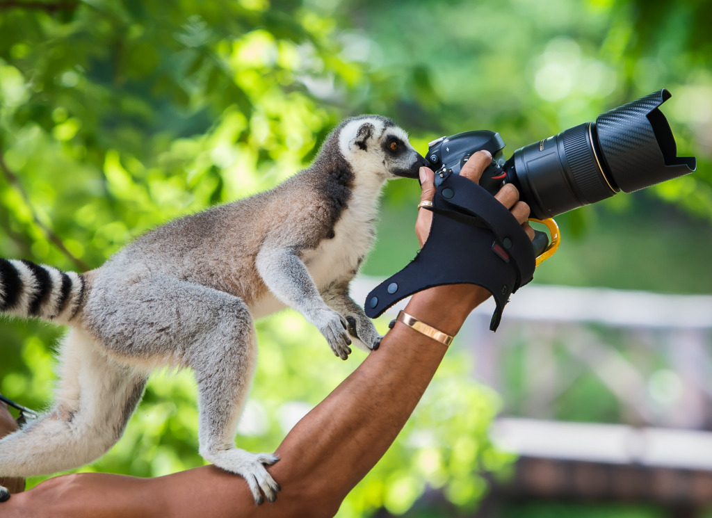 Lemur Photographer jigsaw puzzle in Animals puzzles on TheJigsawPuzzles.com