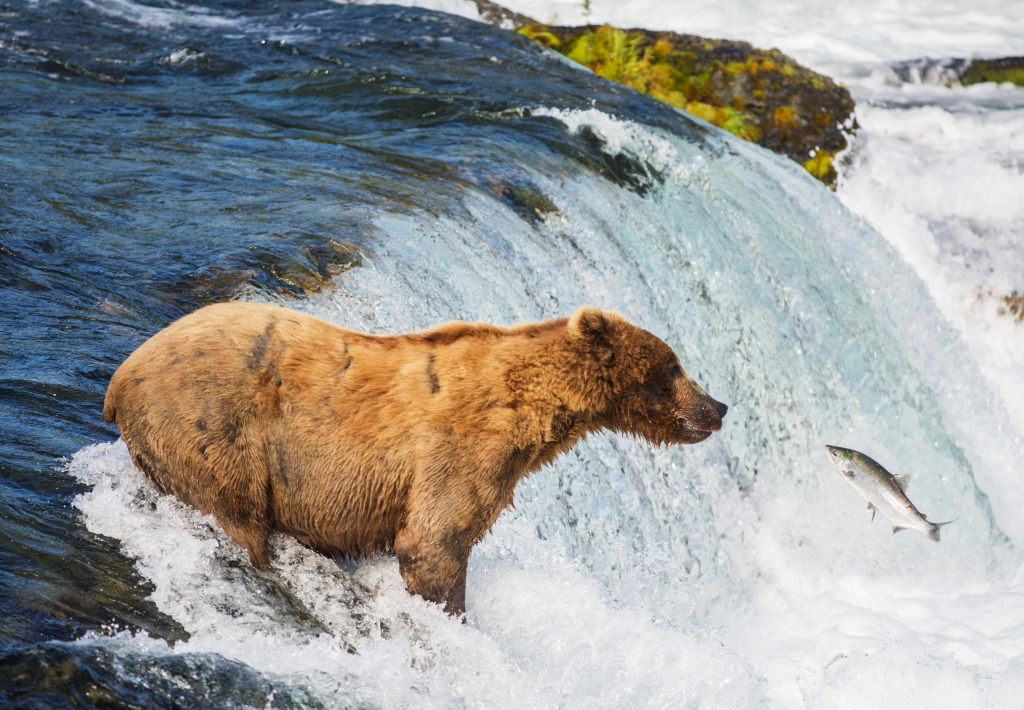Alaskan Brown Bear, Katmai National Park jigsaw puzzle in Animals puzzles on TheJigsawPuzzles.com
