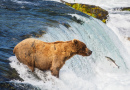 Alaskan Brown Bear, Katmai National Park