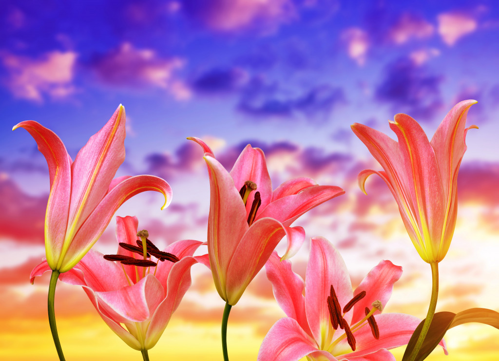 Pink Lily jigsaw puzzle in Flowers puzzles on TheJigsawPuzzles.com