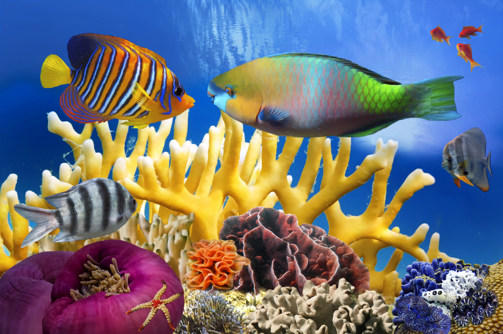 Coral Reef in the Red Sea jigsaw puzzle in Under the Sea puzzles on TheJigsawPuzzles.com