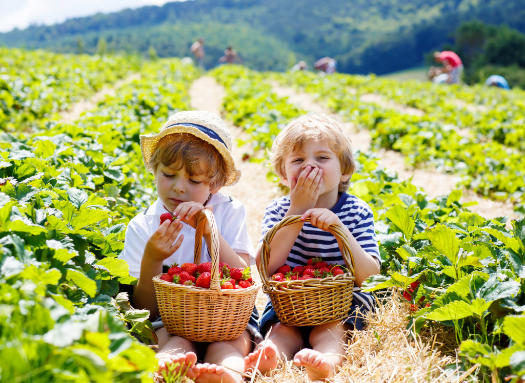 Having Fun on Strawberry Farm jigsaw puzzle in Fruits & Veggies puzzles on TheJigsawPuzzles.com