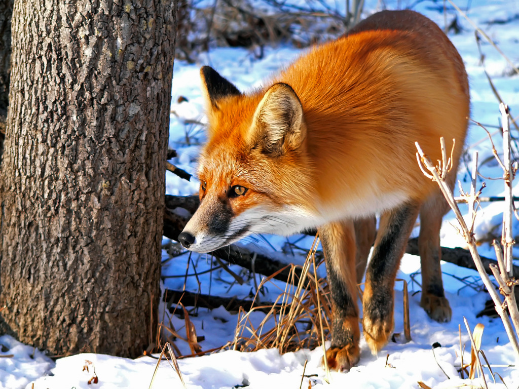 Red Fox jigsaw puzzle in Animals puzzles on TheJigsawPuzzles.com