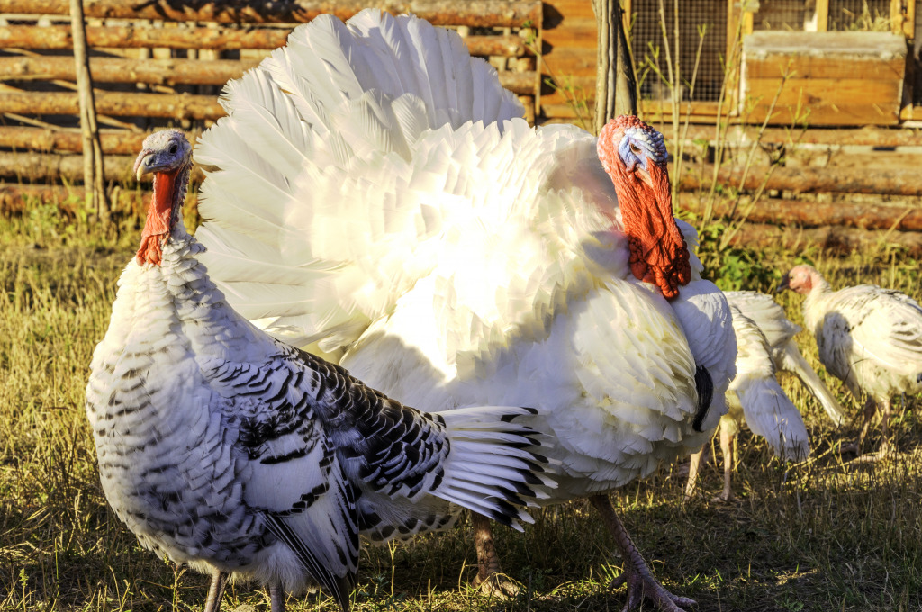 Turkeys in the Farm jigsaw puzzle in Animals puzzles on TheJigsawPuzzles.com