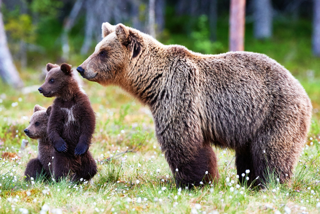 Brown Bear Cubs with their Mom jigsaw puzzle in Animals puzzles on TheJigsawPuzzles.com