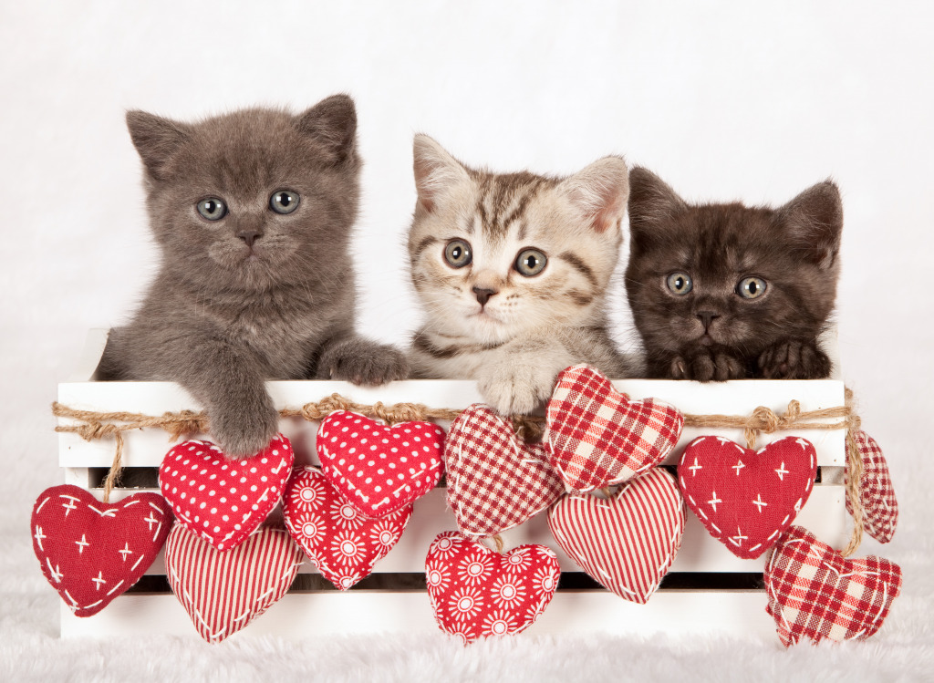 Valentine Kittens jigsaw puzzle in Valentine's Day puzzles on TheJigsawPuzzles.com