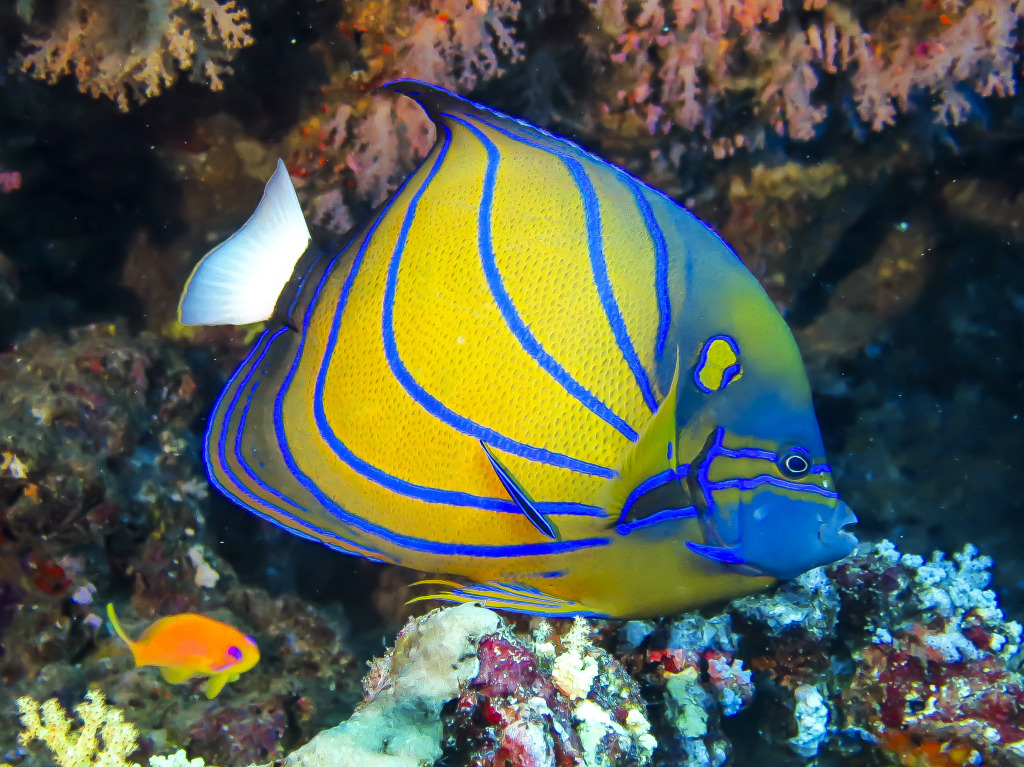 Blue Ring Angelfish jigsaw puzzle in Under the Sea puzzles on TheJigsawPuzzles.com