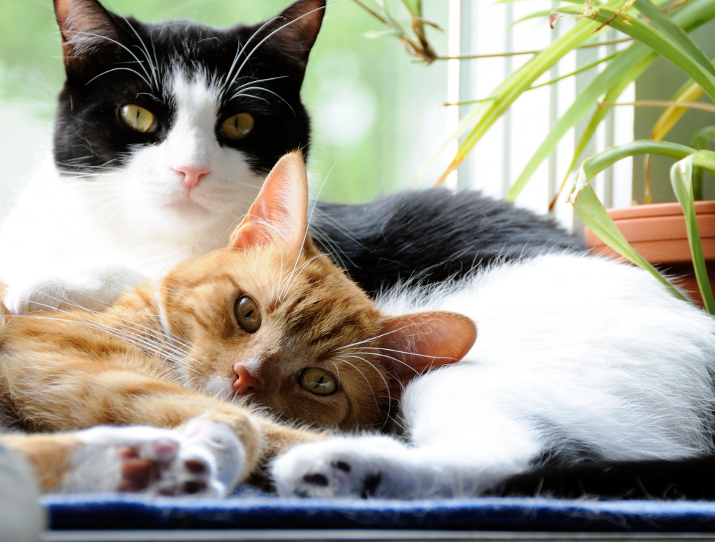 Two Cute Cats jigsaw puzzle in Animals puzzles on TheJigsawPuzzles.com