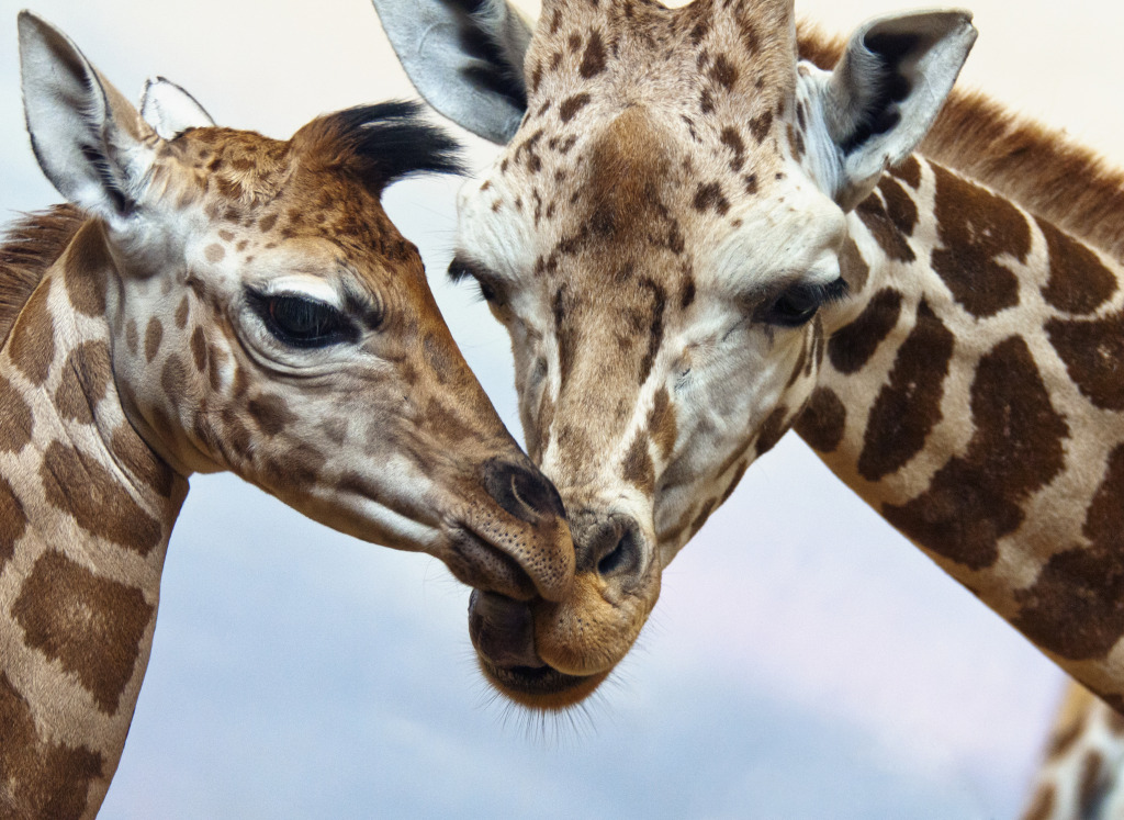 Two Giraffes jigsaw puzzle in Animals puzzles on TheJigsawPuzzles.com