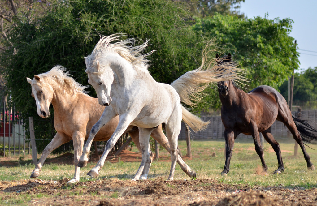 Galloping Horses jigsaw puzzle in Animals puzzles on TheJigsawPuzzles.com