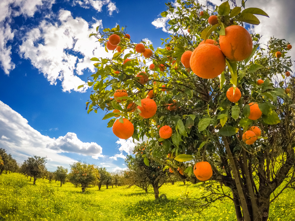 Sicilian Garden jigsaw puzzle in Fruits & Veggies puzzles on TheJigsawPuzzles.com