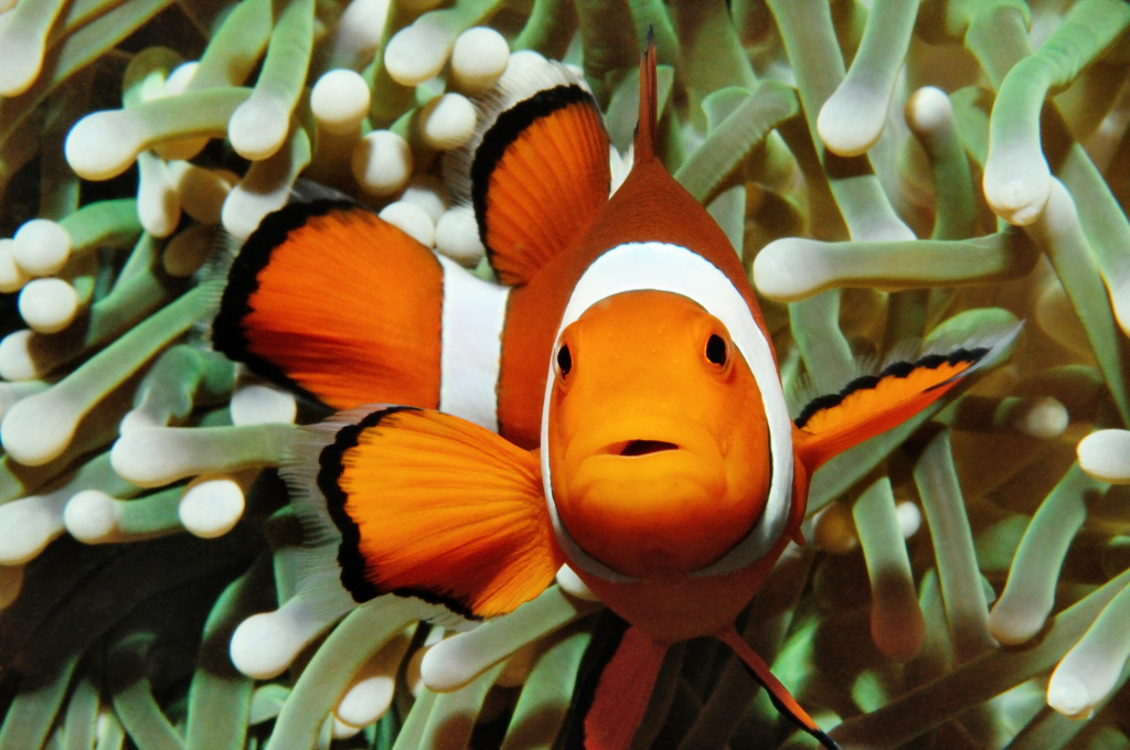 Clownfish in Puerto Galera, Philippines jigsaw puzzle in Under the Sea puzzles on TheJigsawPuzzles.com
