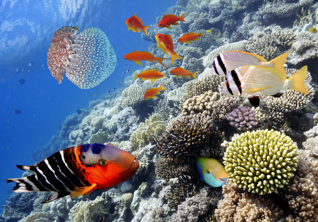 Tropical Fish, Red Sea, Egypt jigsaw puzzle in Under the Sea puzzles on TheJigsawPuzzles.com